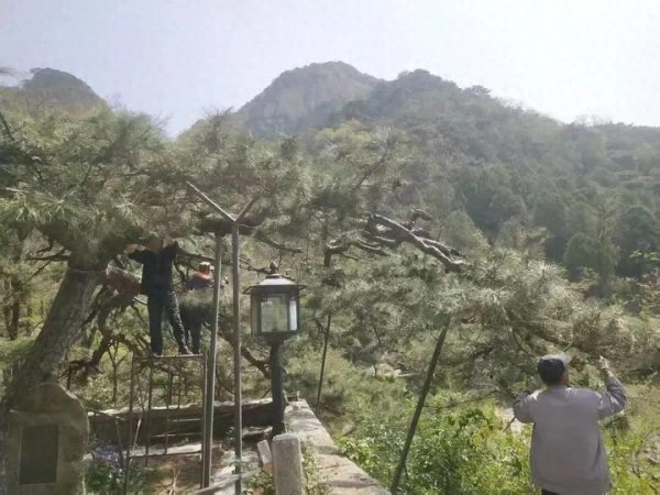 靠谱配 从铺设反光膜到精细养护 五大夫松“强筋健骨”方案制定
